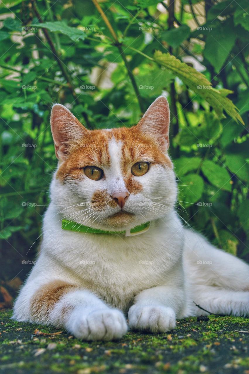 white and orange cat in a collar lies on the pavement