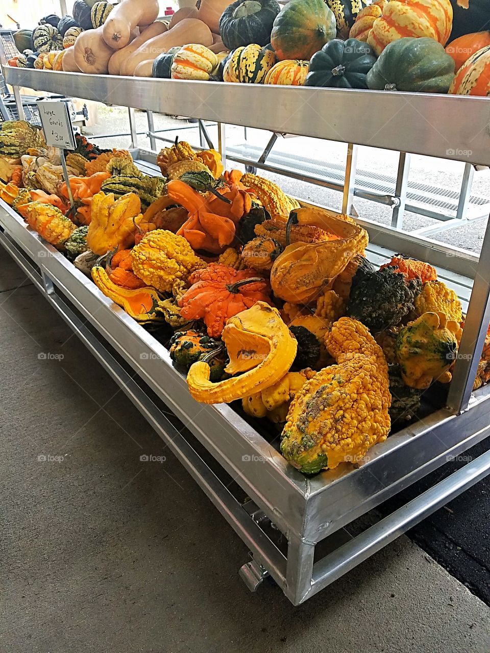 pumpkins gourds squash for sale