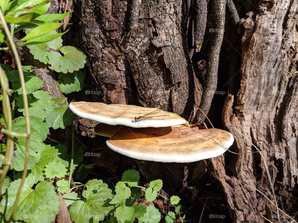 Mushroom Growing on a Tree