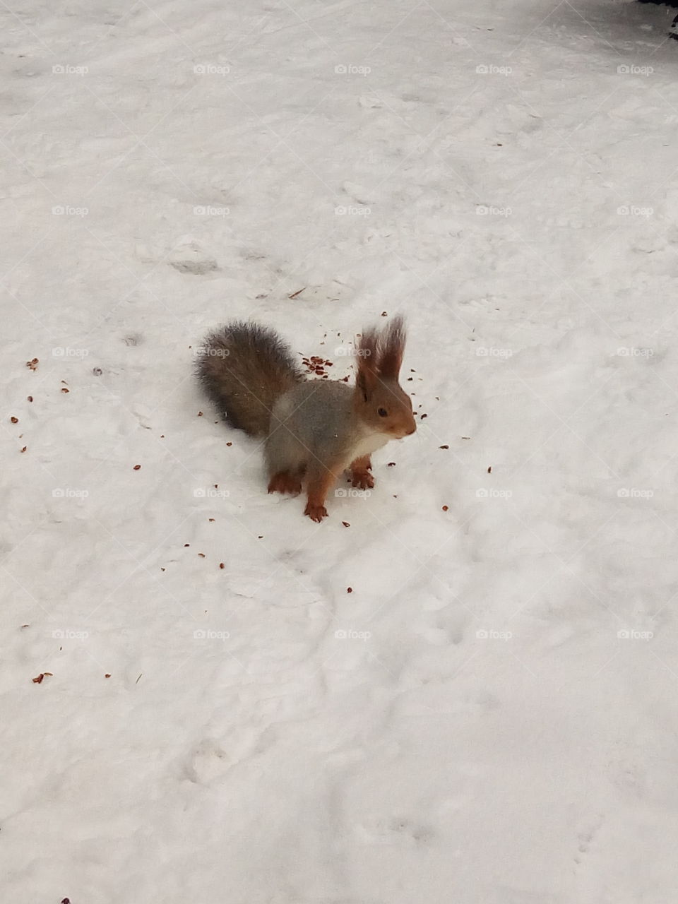 белка.зима.парк.