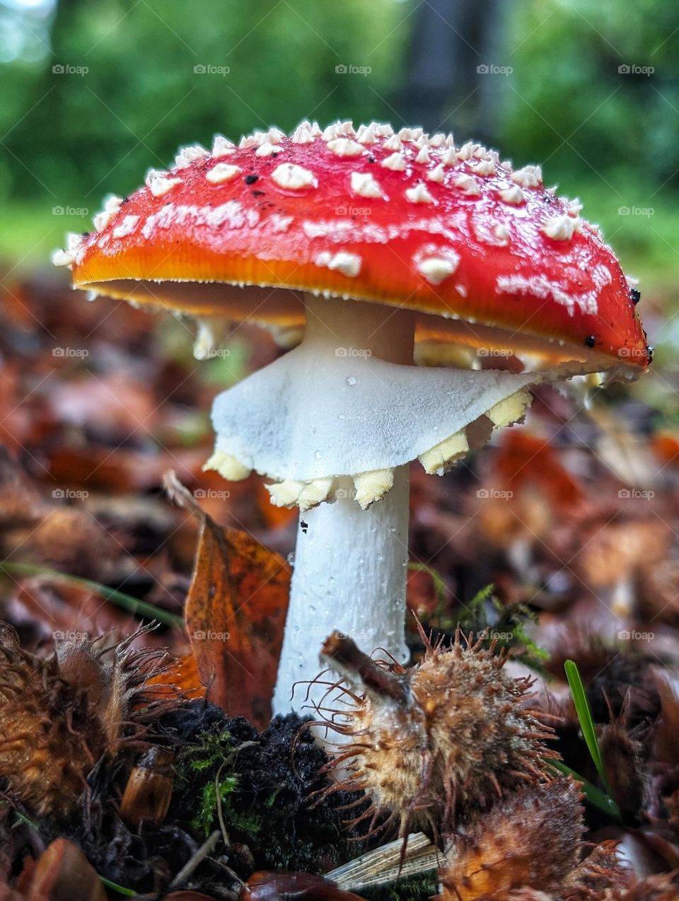 Fall colours 🍄🍄