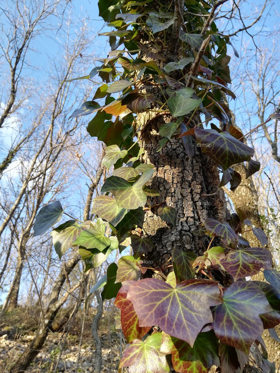 Ivy on oak trunk in winter