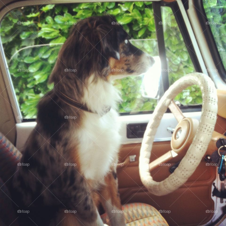 Blue Merle Australian shepherd in a Jeep 