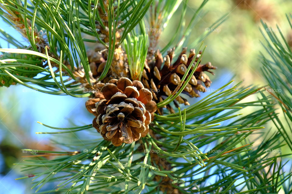 Pinecone at sunrise
Nic 