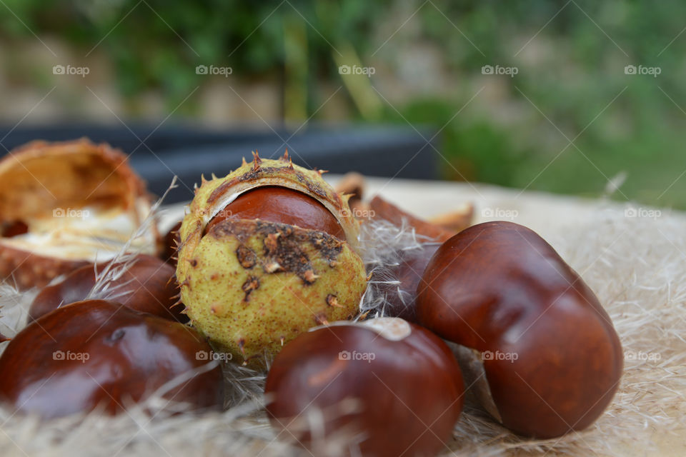 Chestnuts and burr. autumn time