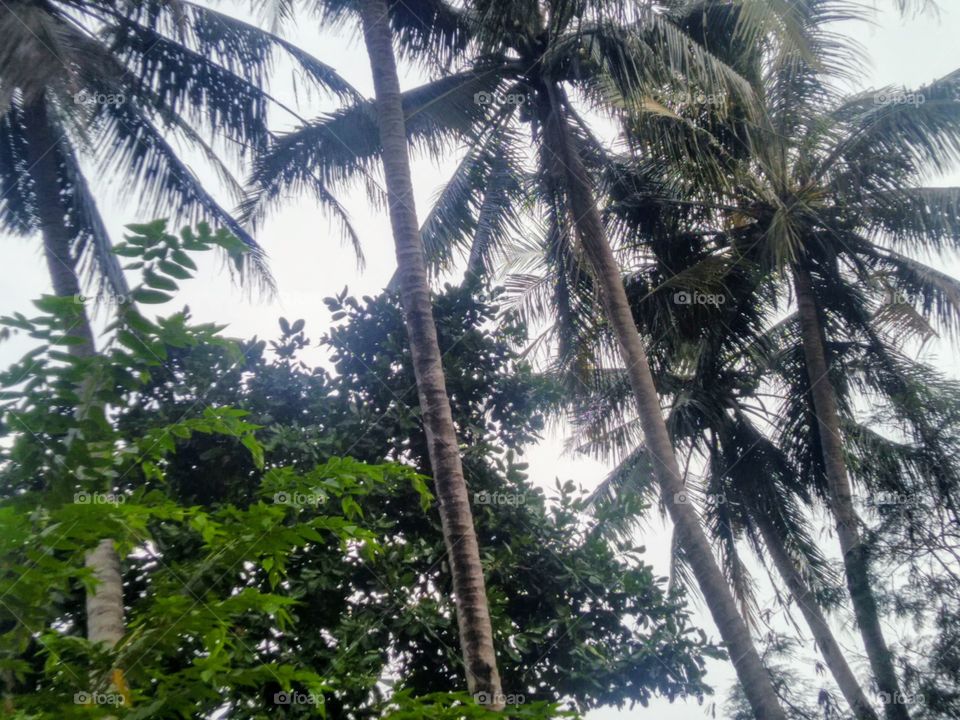 Coconut trees lined up