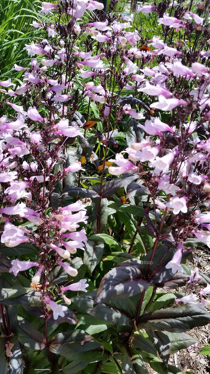 purple flowers. USPS Brighton,  MI