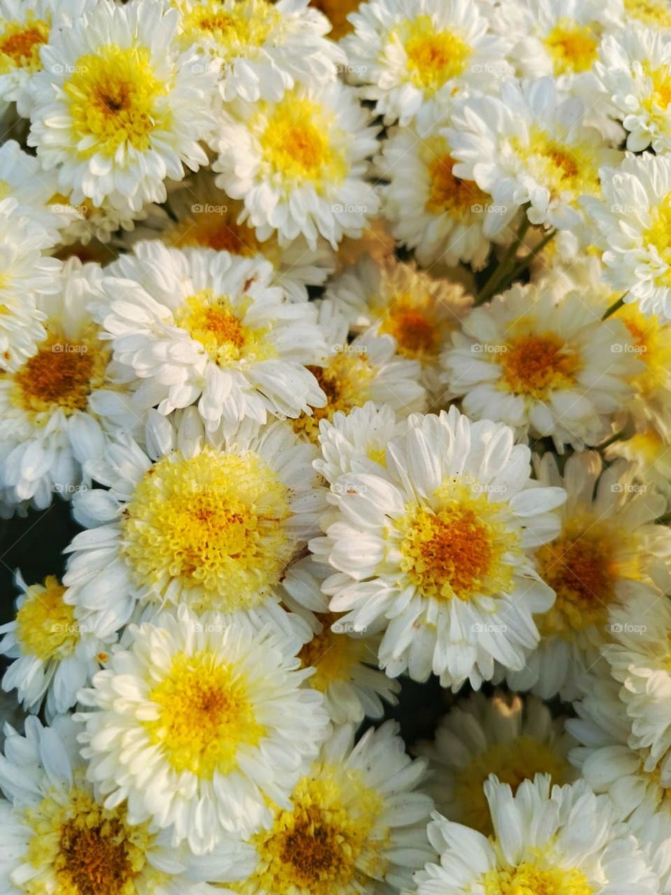 Those flowers look absolutely beautiful. The vibrant colors and the sunny day make it even more enchanting. Nature truly knows how to brighten our day.