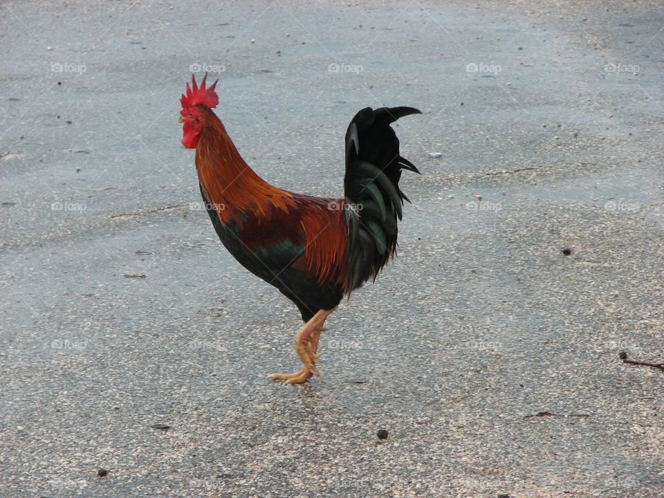 Bird, Animal, No Person, Nature, Outdoors