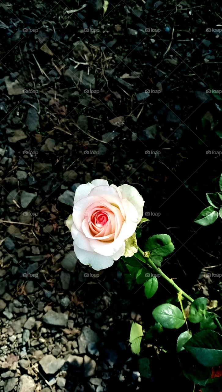 what a rose so pretty colour of rose white and orange colour combination looks flower cool amazing rose flower