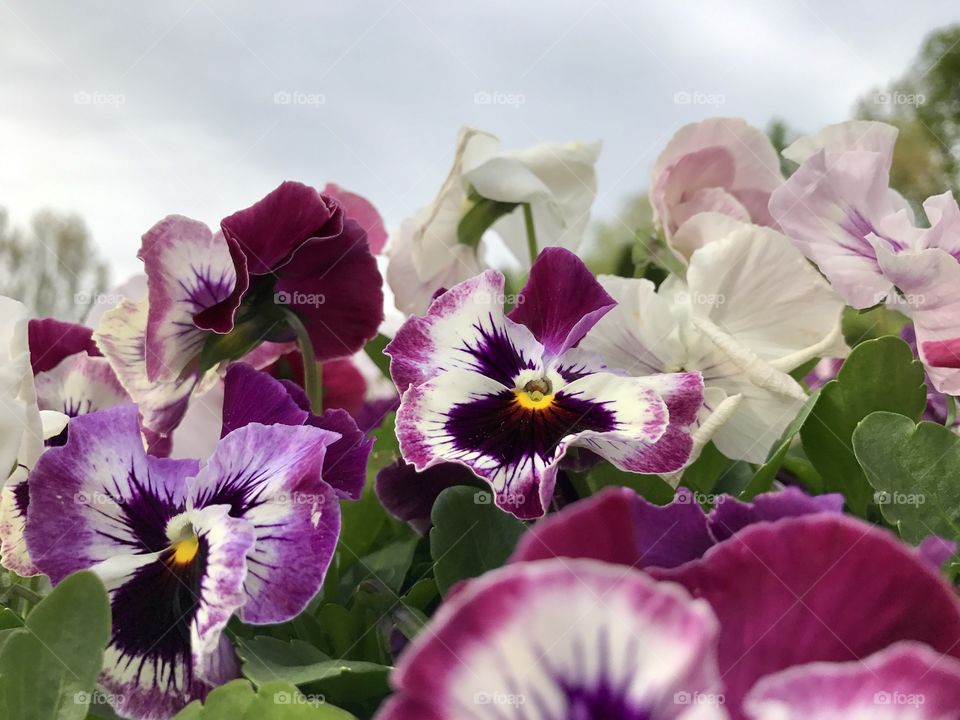 Pansies 