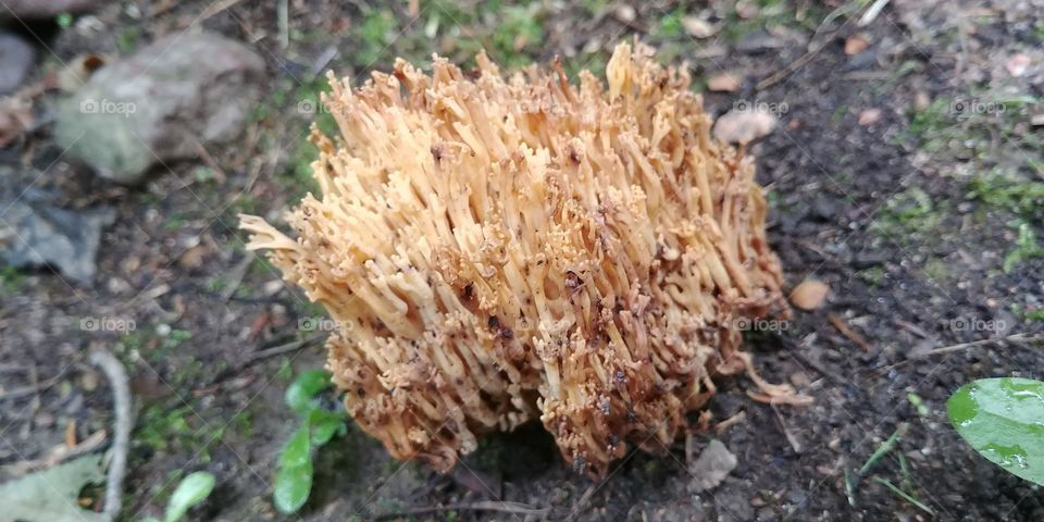 Ramen Mushroom?