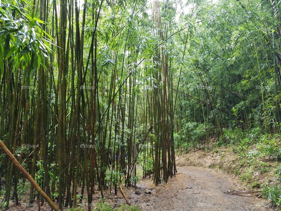 Lyon arboretum forest, Oahu