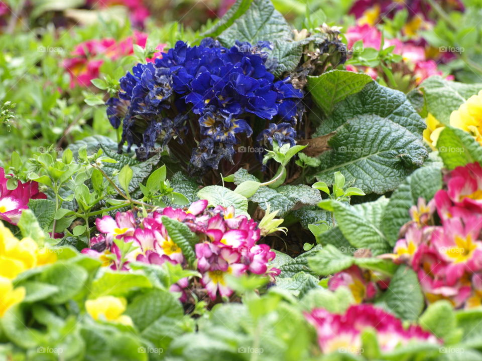 Coloured flowers 