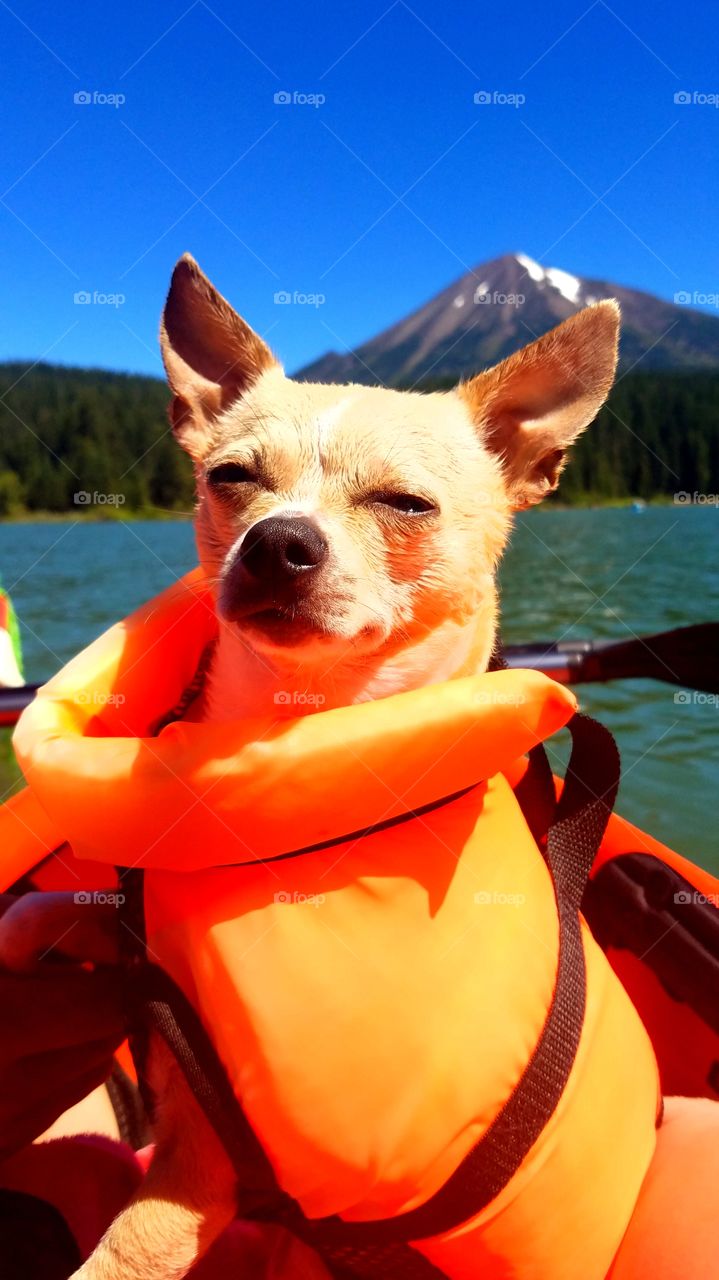 Kayak pup