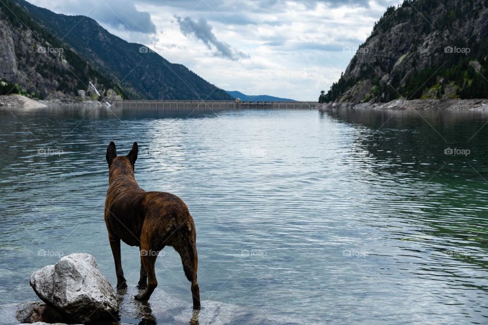 A dog looking at the lake
