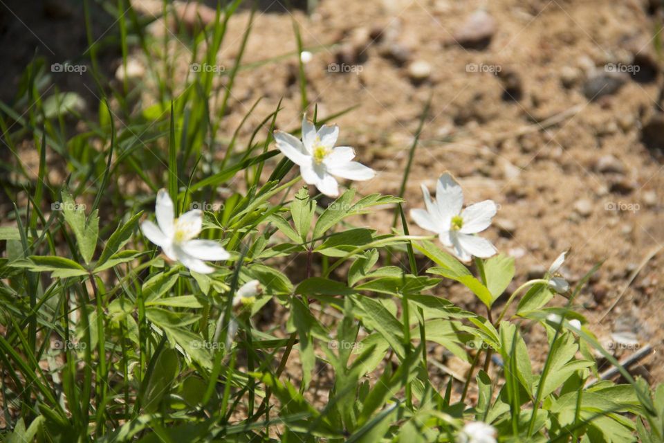 Spring flowering of trees and flowers on a sunny day in spring.