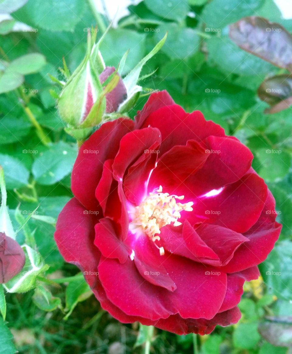 red rose. red rose