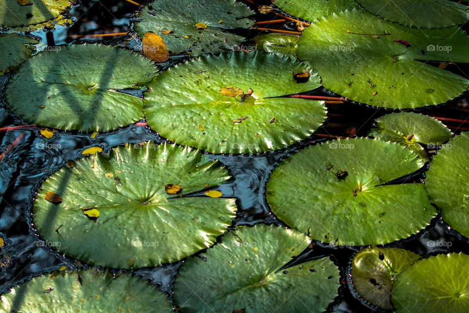 A shape that represent eco system...  lotus leaves are always beautiful..  It having lot of hydrophobic elements that make water to dance on it surface..  #science #shapes