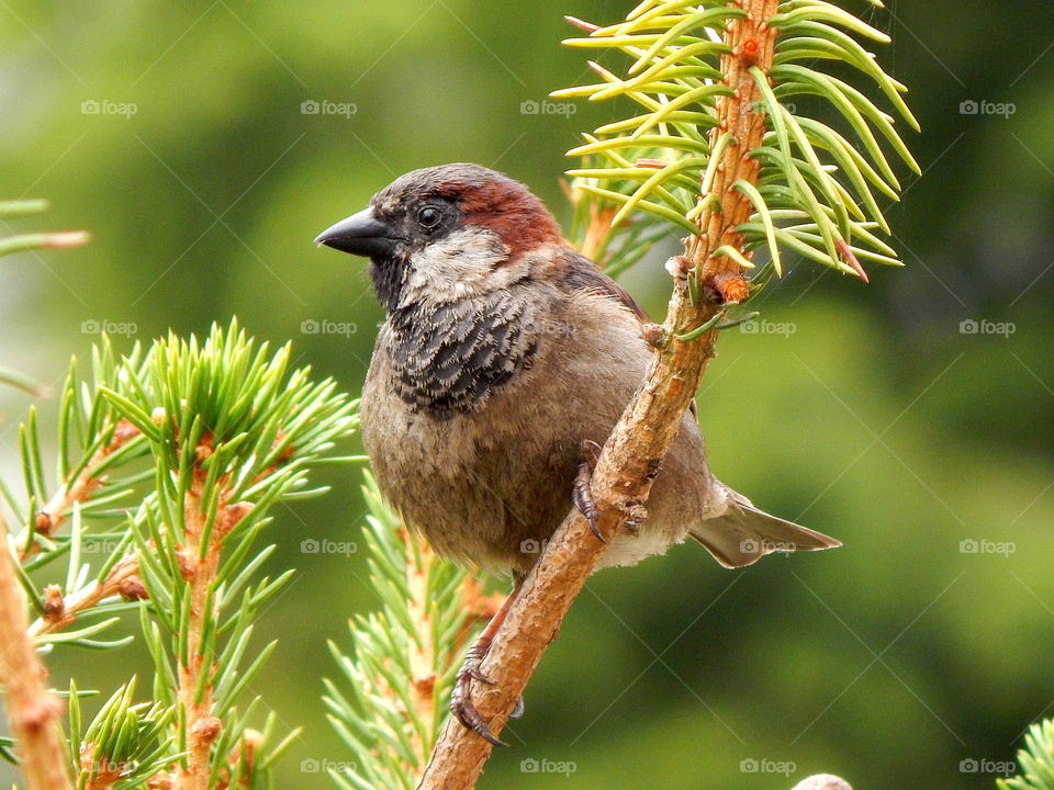Sparrow sitting on the tree