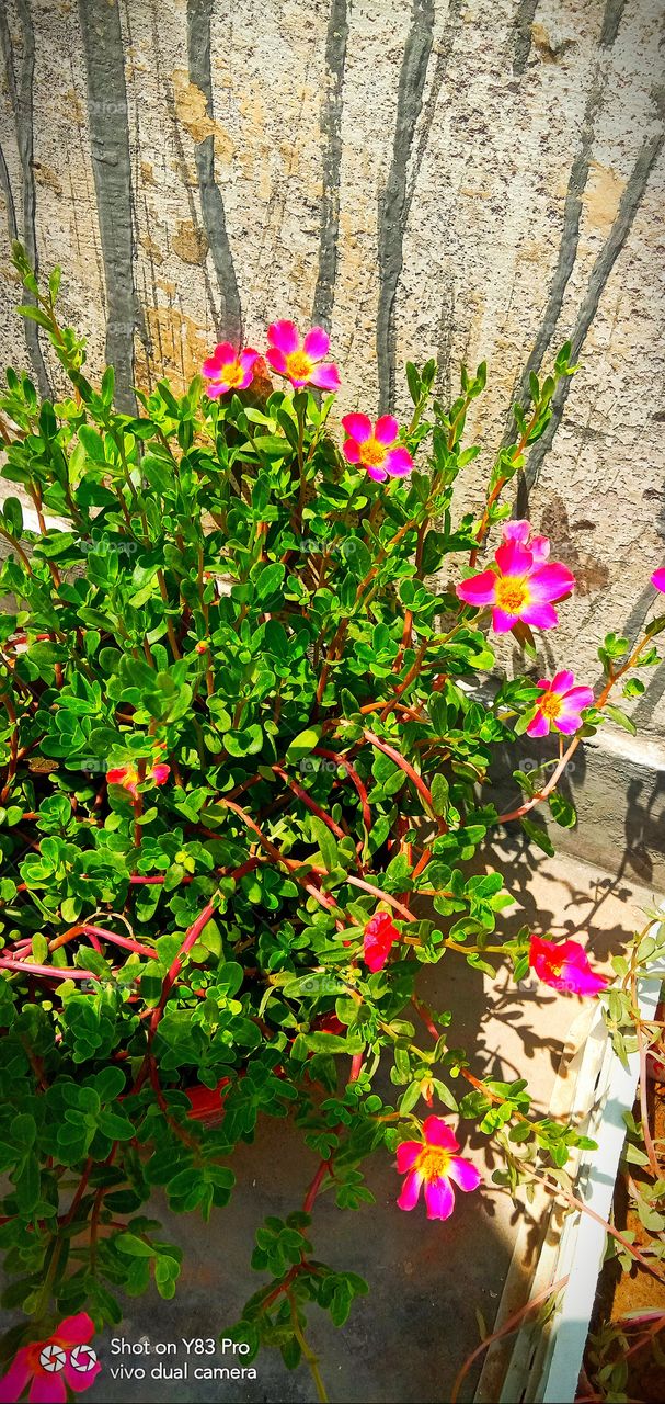 #foap #infoapartemen #foapjuly18 #foapaug18 #foapfeb18 #foapapril17 #foapers #foapjune18 #fotografoaprendiz #sfoapprentices #foaper #infoapartment #foapmission #foapmay18 #foapapr18 #foapit #infoaplikasipaytren #infoapple #foapom #foapjan19 #infoapp