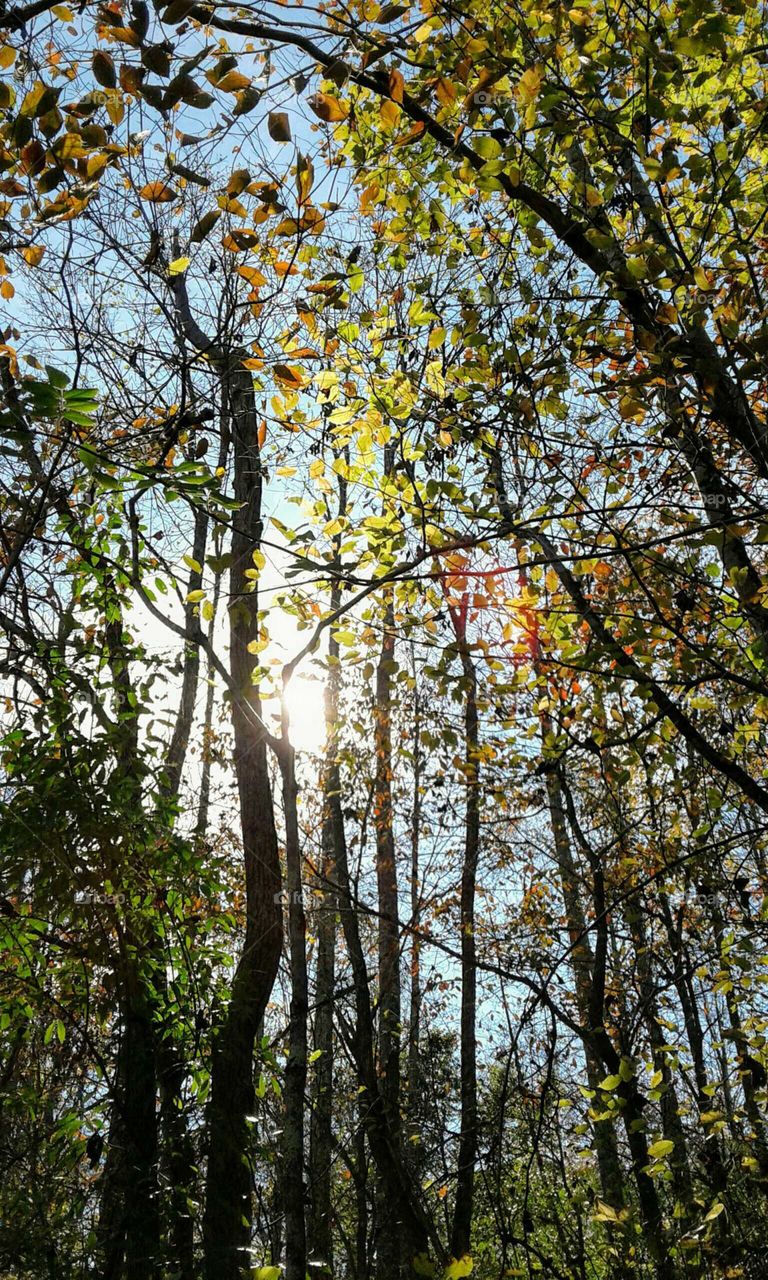 Fall Tree's & Sunshine