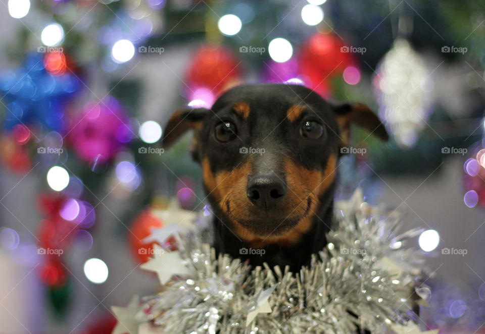 Christmas pinscher