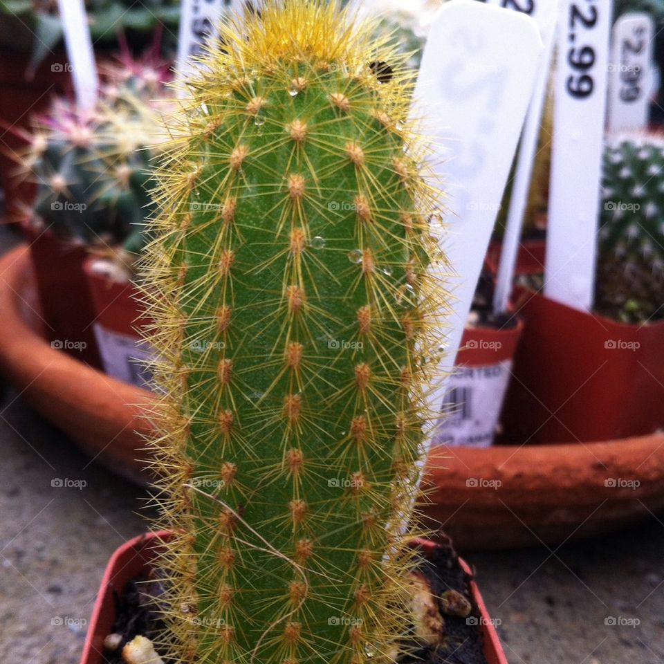 Prickles