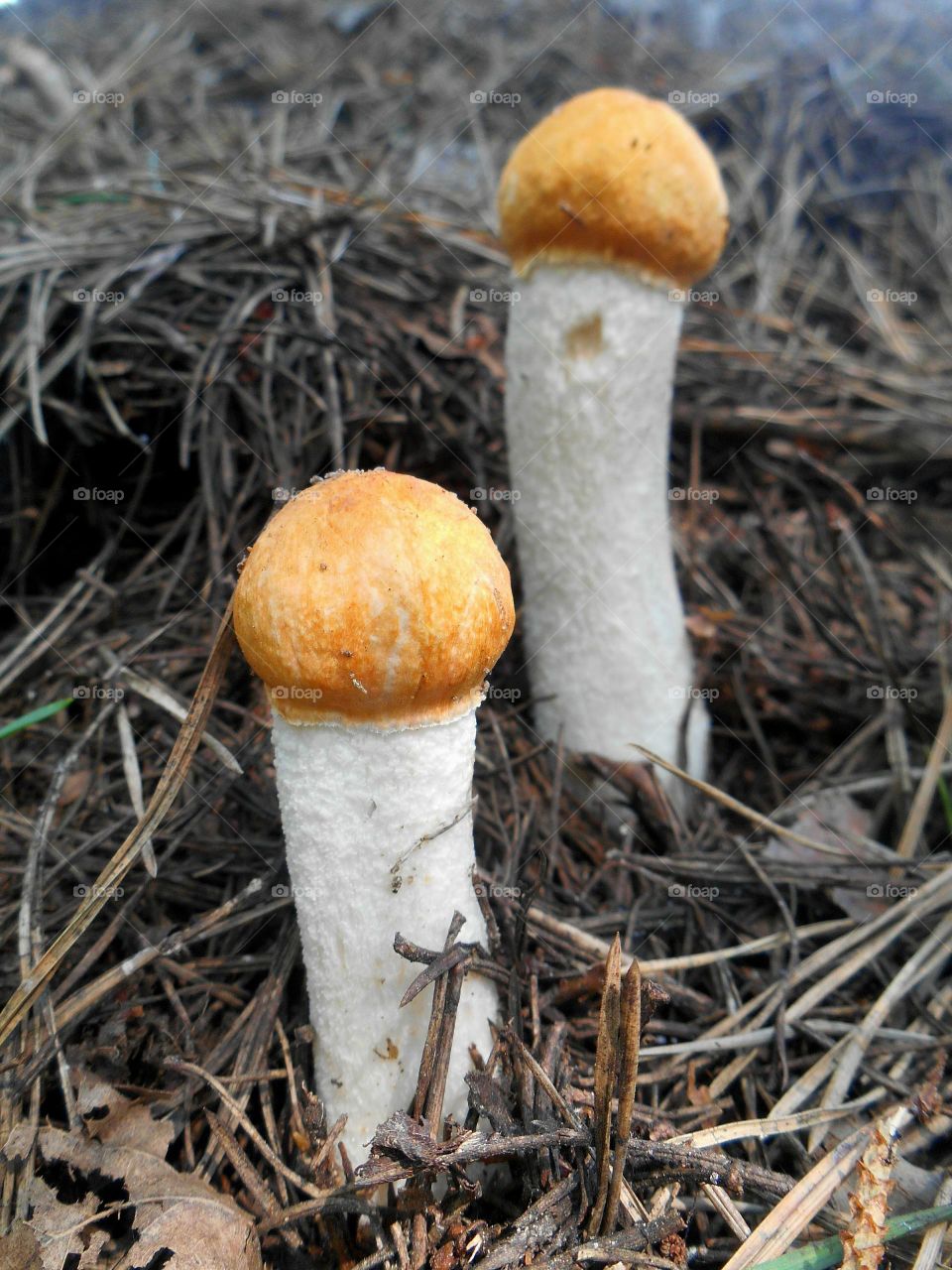 mushrooms