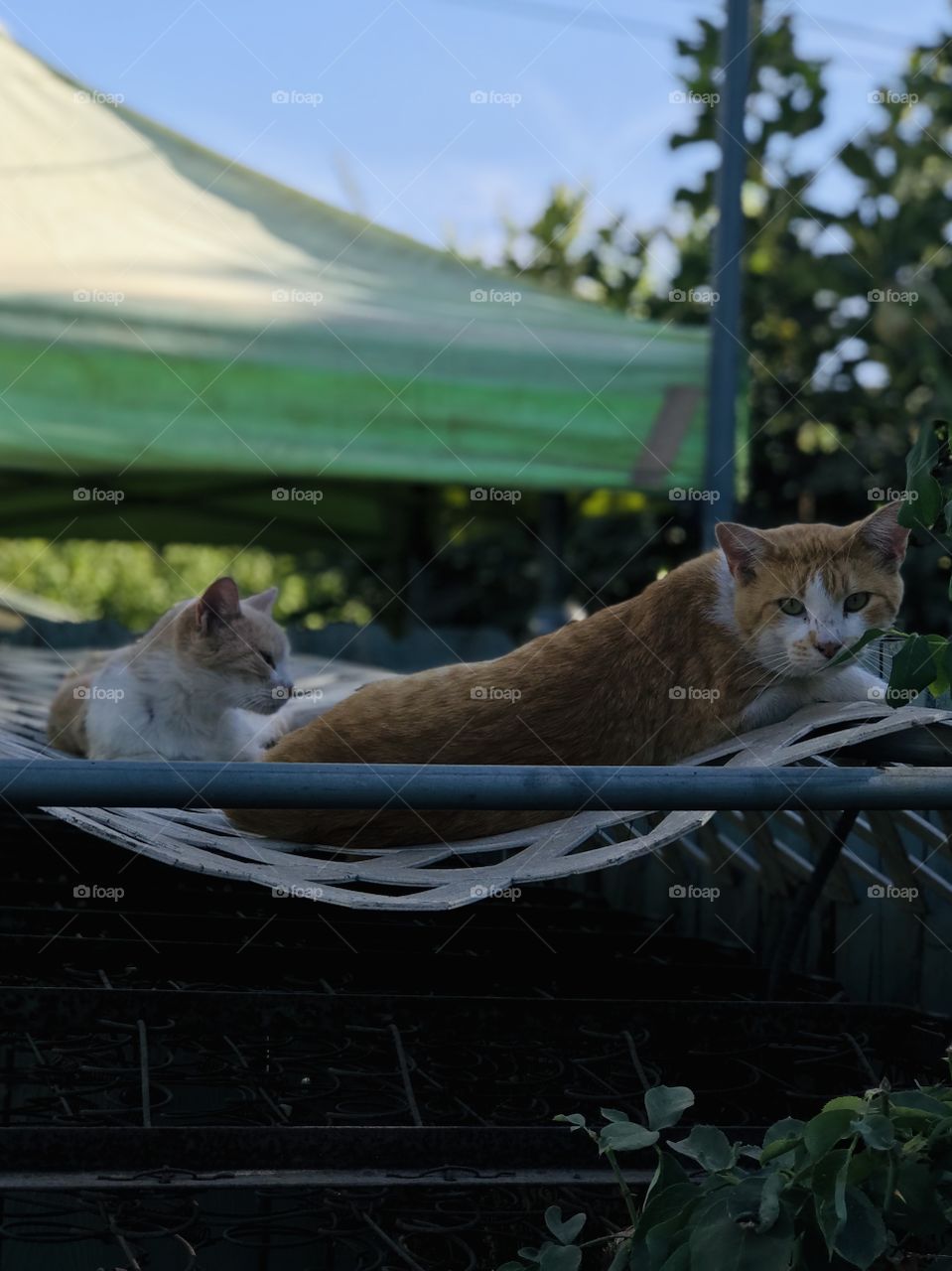 Beware of the cat stares 