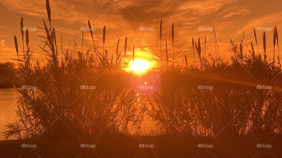 Cat Tails are wearing pretty thin these cold days due Winter Moving In Sunset at peak Twilight on it’s way. 
