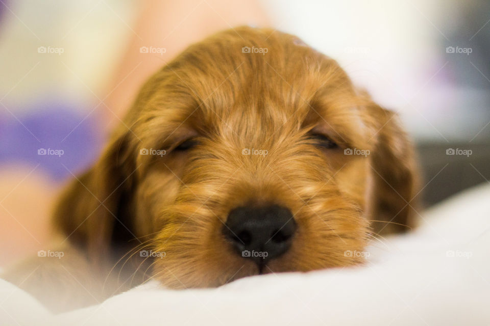 golden doodle puppy sleeping
