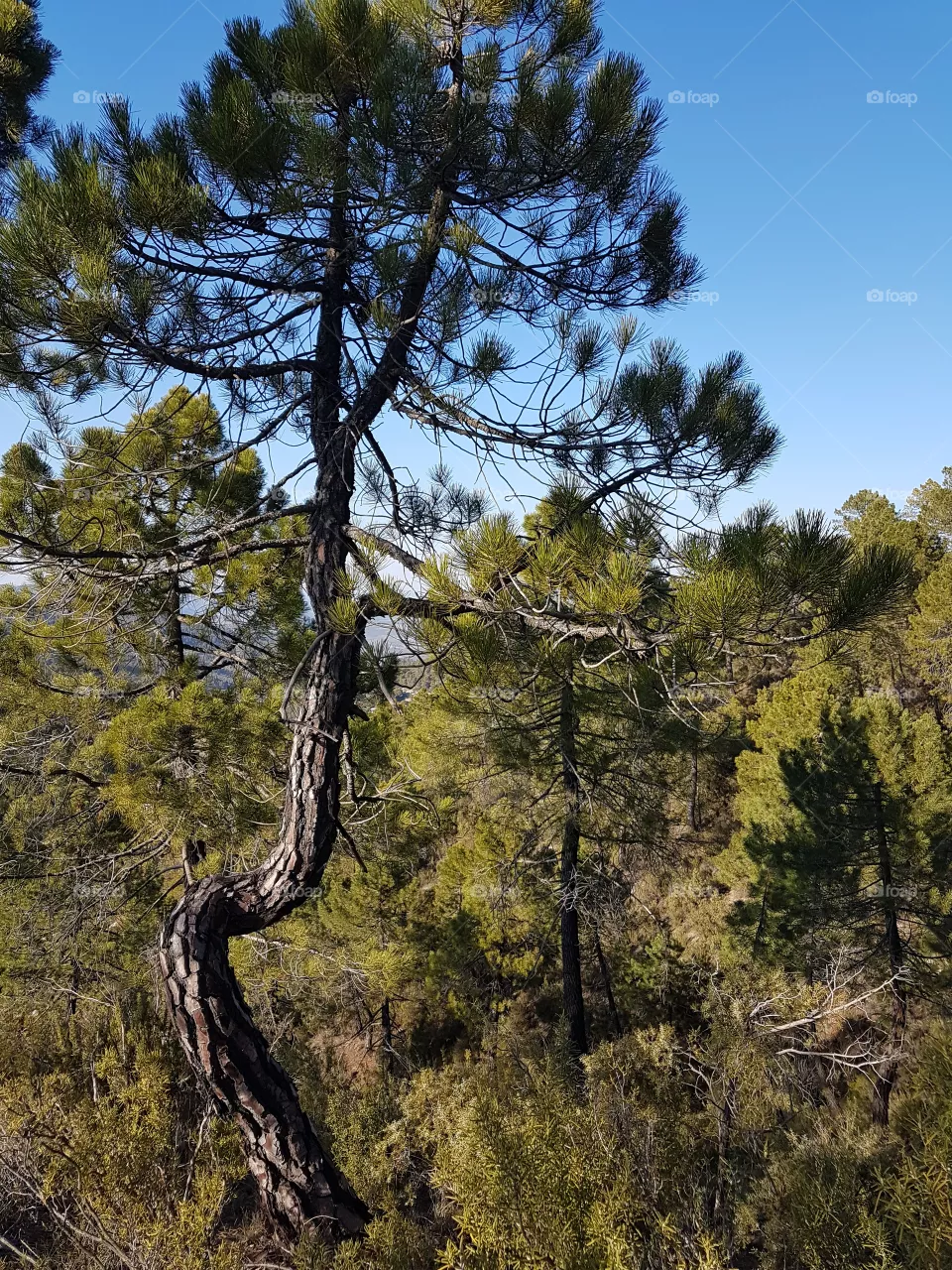 tree