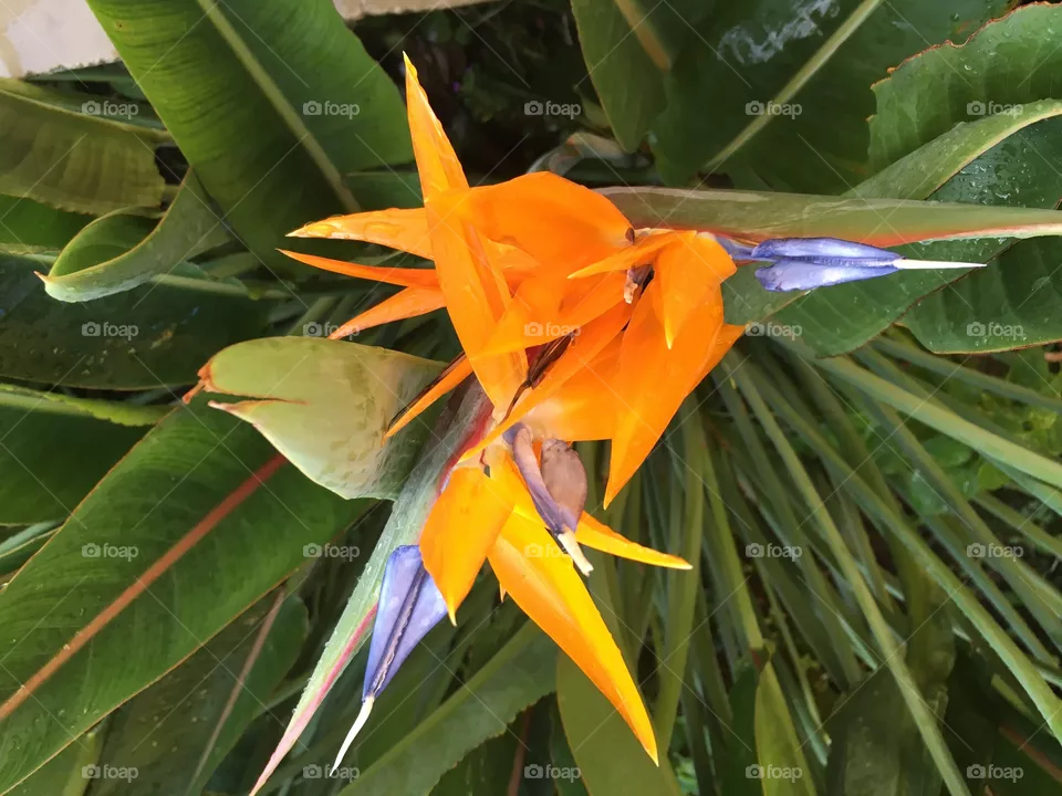 Flor 