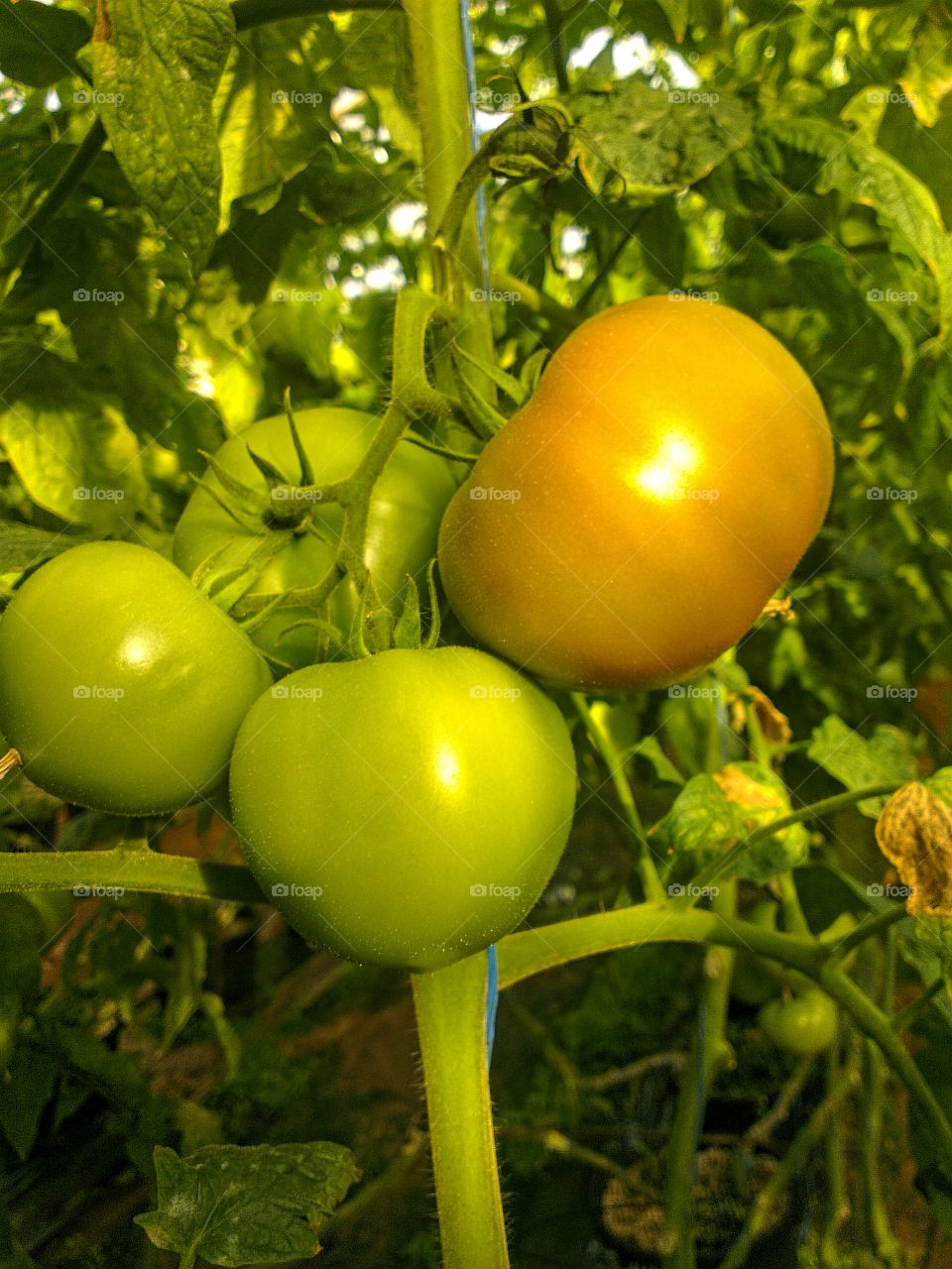 Green tomatoes plant