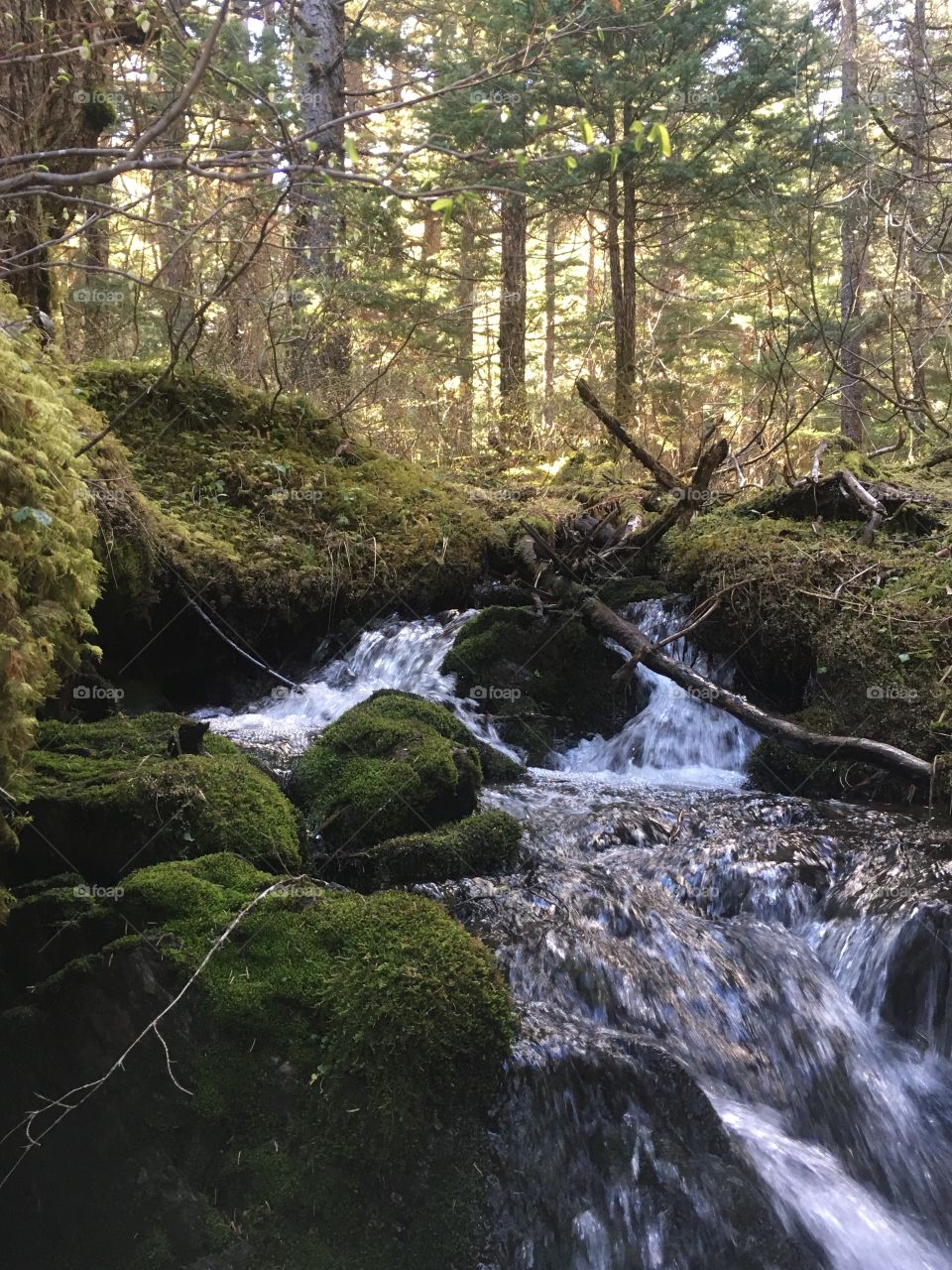 Stream in the forest near Girdwood, Alaska