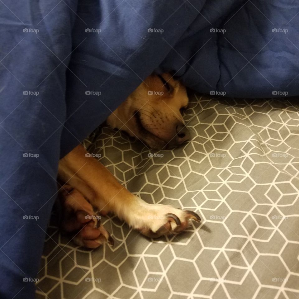 tucked in for bed