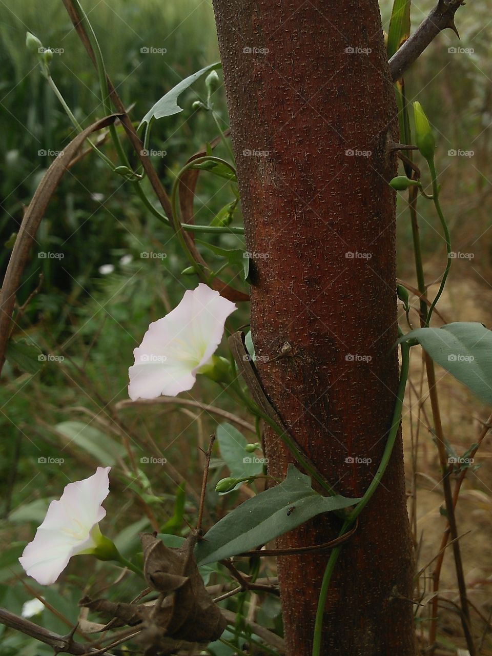 tree with flowers