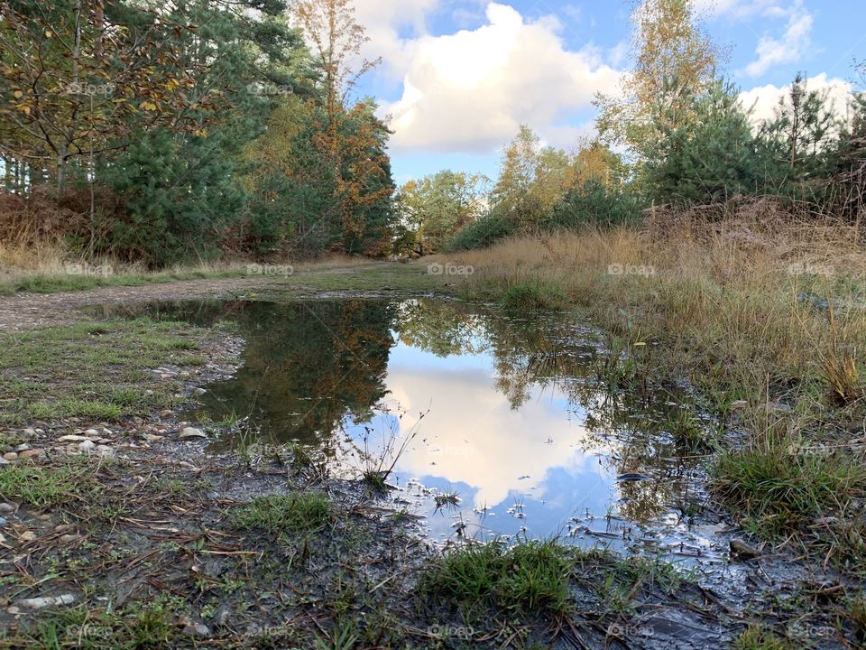Forest puddle