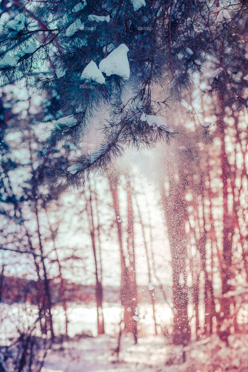 Snow falling from the branches of tree