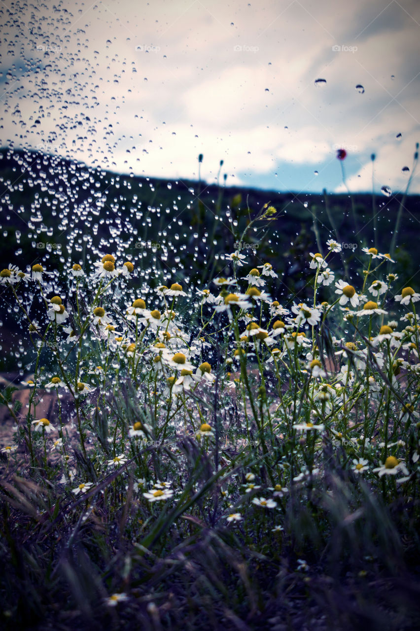 Spring rain pours drops of chamomile in the garden