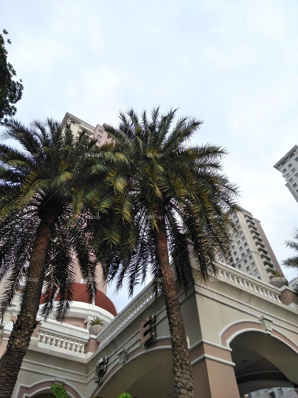 Palm tree on the park