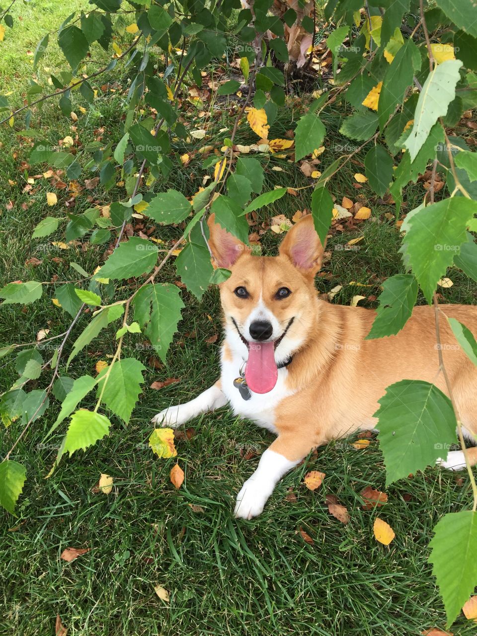 Corgi Under a Tree
