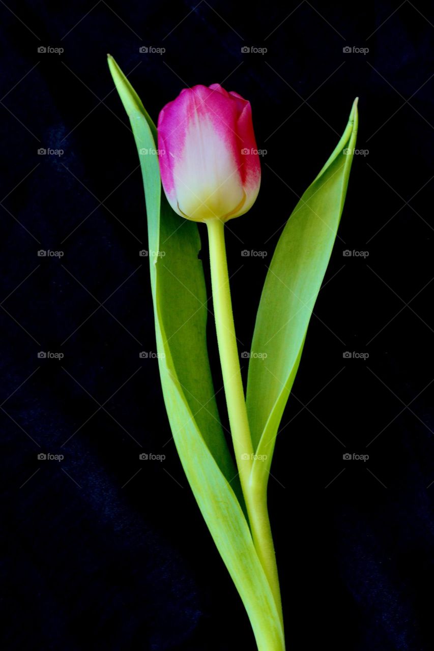 Pink tulip