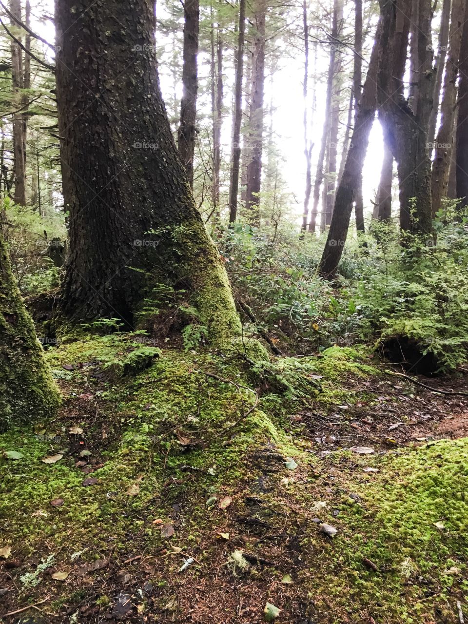 Mossy forest 