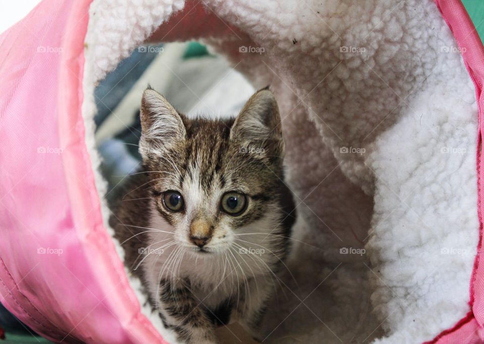 Tiny, grey and white tabby kitten peeks out of a fleece lined cat tube toy