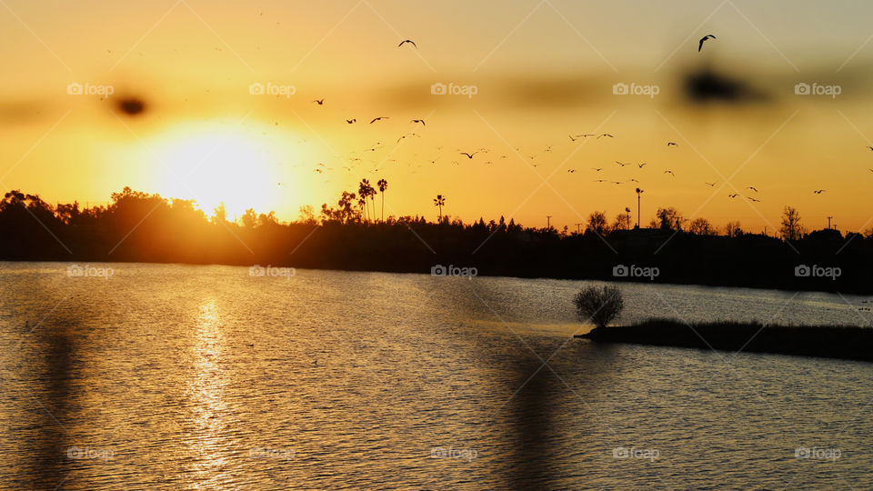 Flock of seagulls during sunset 