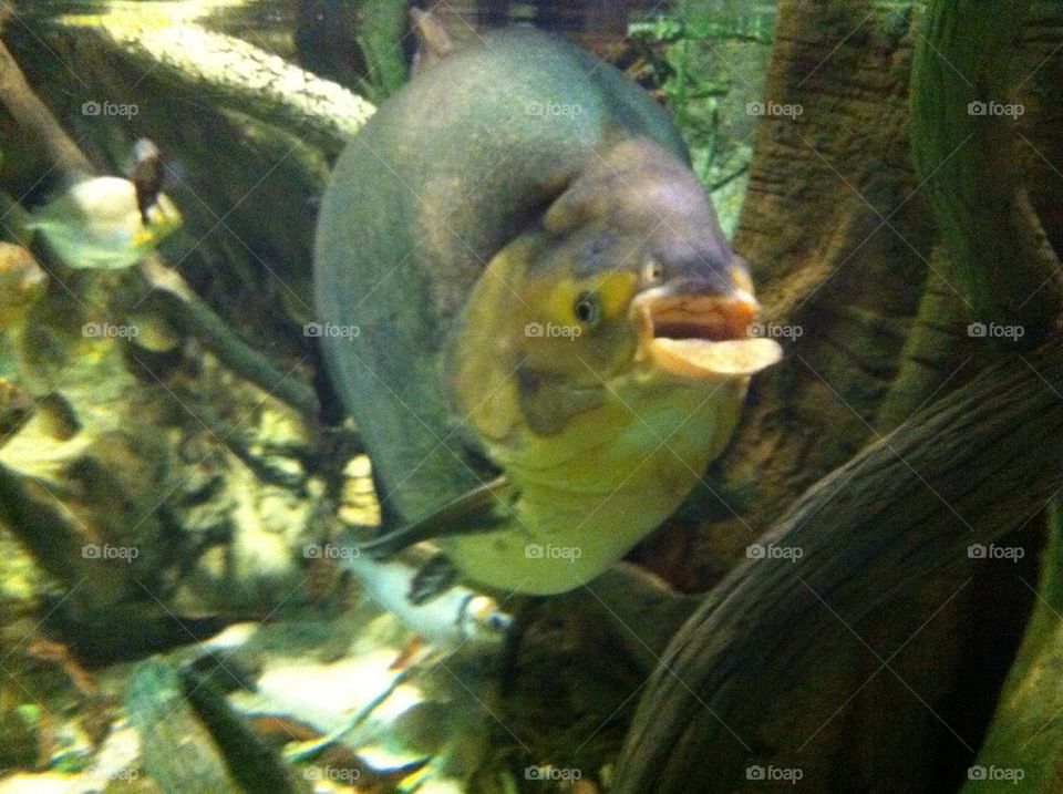 National aquarium