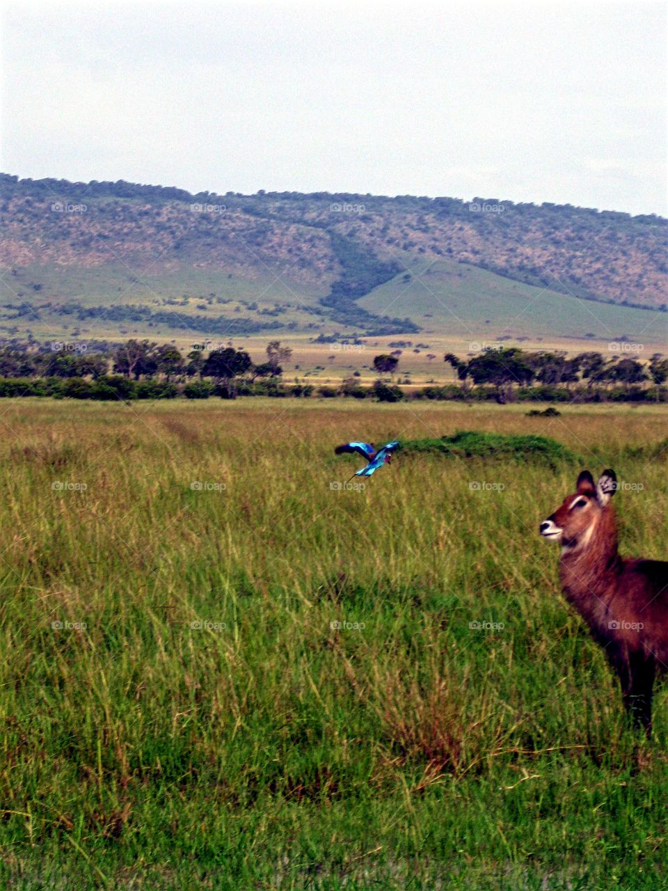 Blue bird and african deer???