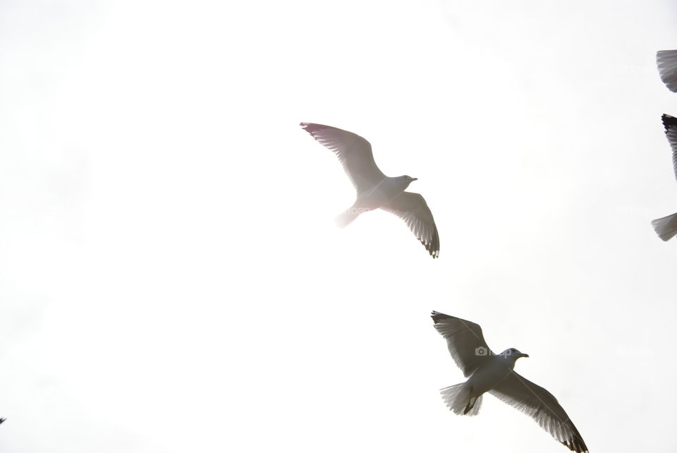 Flying seagulls